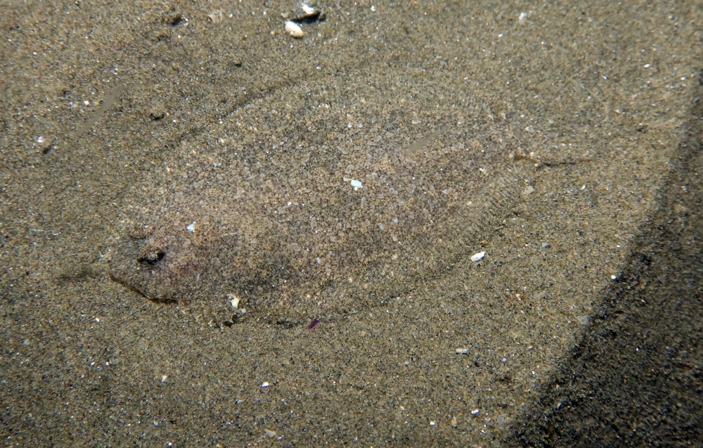 Scaldfish (Arnoglossus laterna) — Bothidae