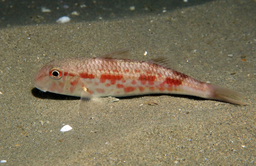 Red mullet (Mullus barbatus) — Mullidae