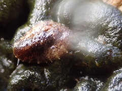 Onchidella nigricans