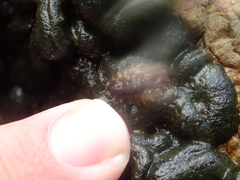 Onchidella nigricans