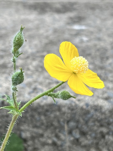 Dicranostigma leptopodum