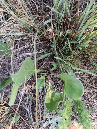 Senecio coronatus, photograph 2