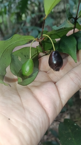 Pilidiostigma glabrum, photograph 3