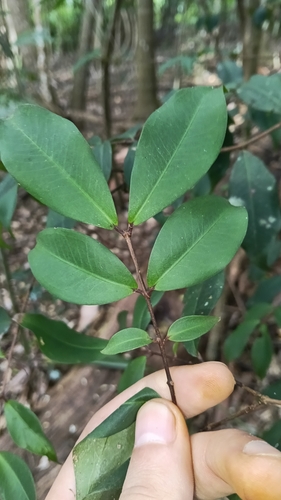 Pilidiostigma glabrum, photograph 4