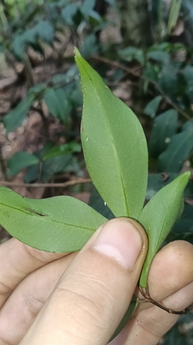 Pilidiostigma glabrum, photograph 5
