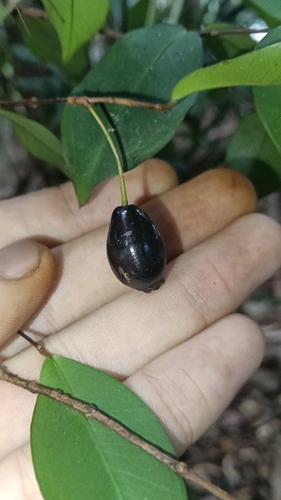 Pilidiostigma glabrum, photograph 6
