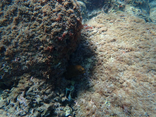 Gymnothorax miliaris