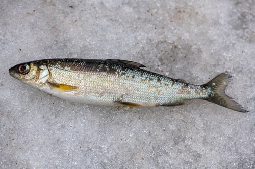 Teletskoye Whitefish