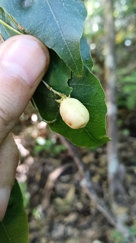 Australian Crabapple (Schizomeria ovata)