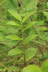 Polygonatum humile