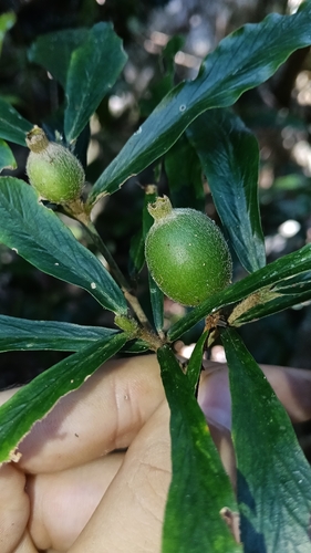 narrow-leaved gardenia (Atractocarpus chartaceus)