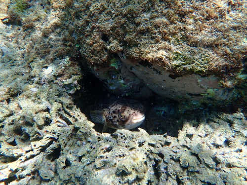 Diodon holocanthus