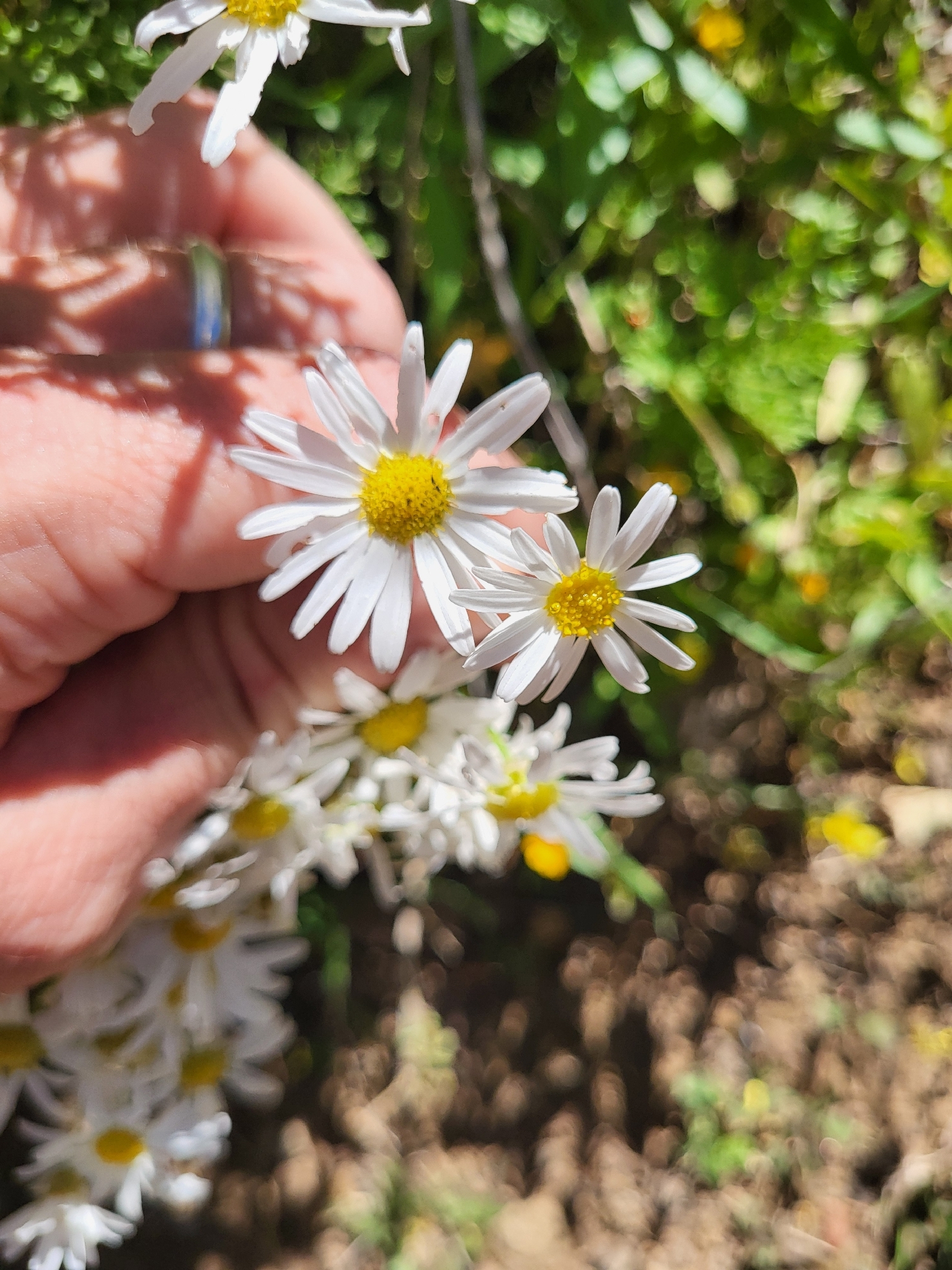 Argyranthemum adauctum