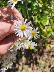 Argyranthemum adauctum, photograph (c) Ismael Medina Rodríguez, some rights reserved (CC BY)