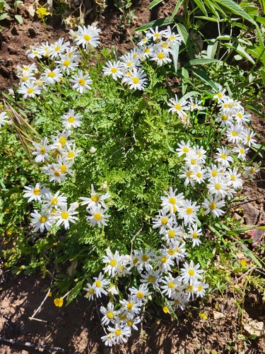 Argyranthemum adauctum, photograph 4