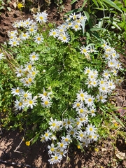 Argyranthemum adauctum, photograph (c) Ismael Medina Rodríguez, some rights reserved (CC BY)