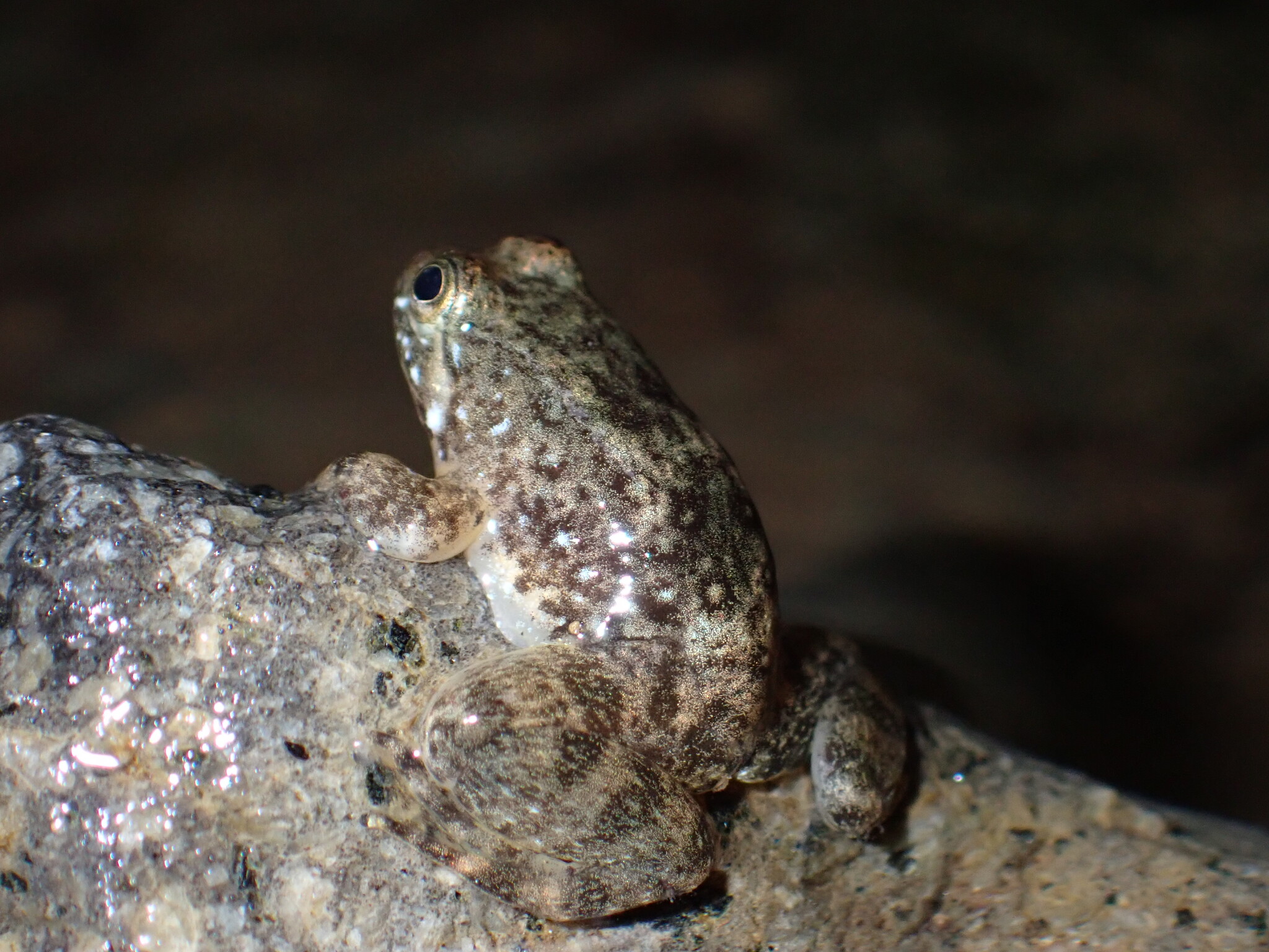 Common Puddle Frog, Occidozyga laevis