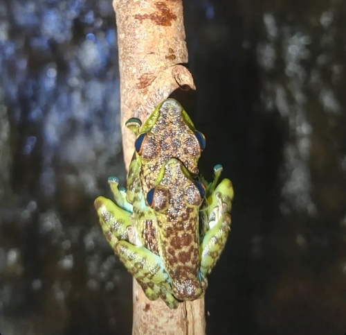 Staurois guttatus