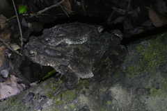 Phrynoidis juxtasper