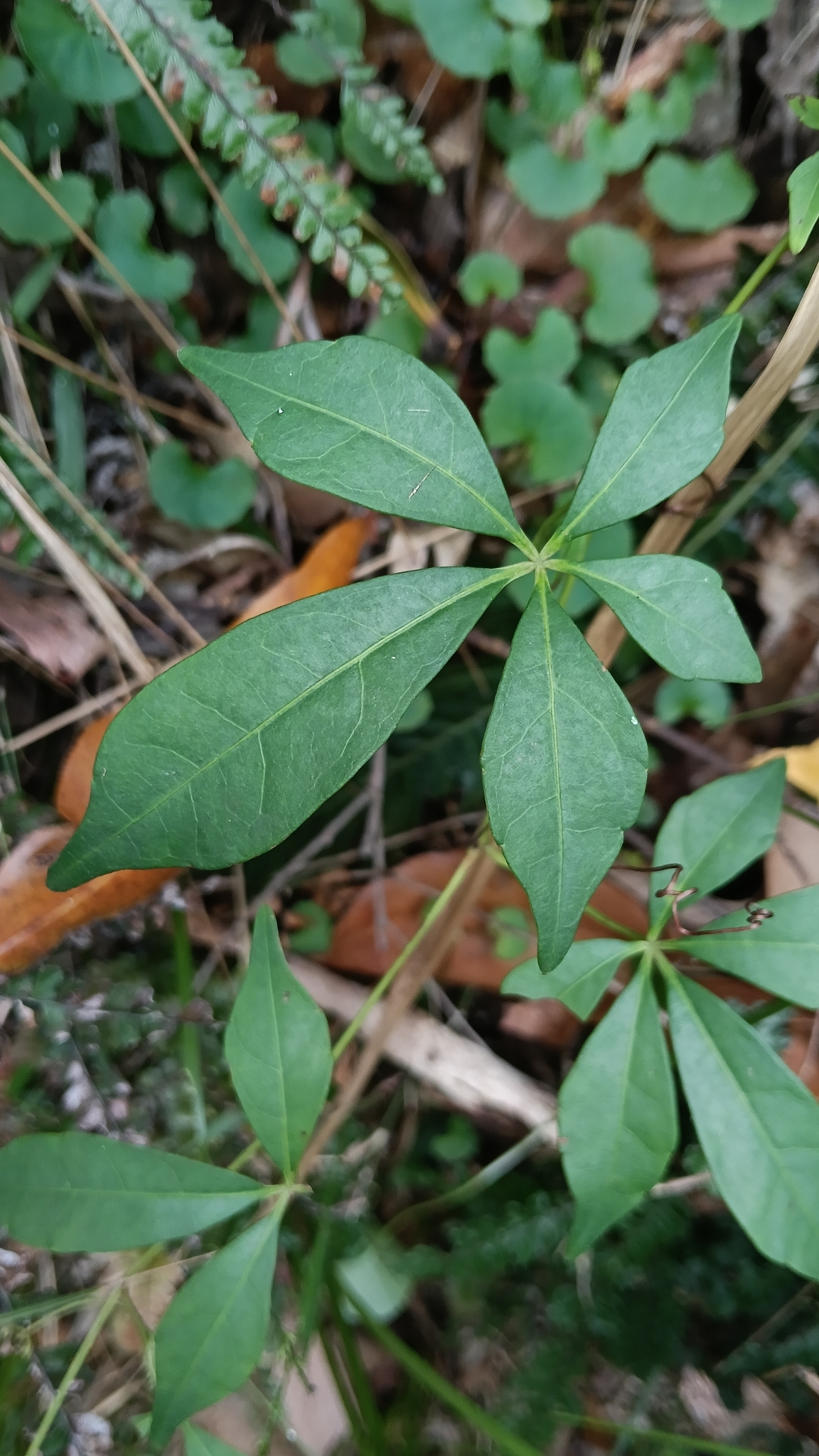 Pepper Vine (Clematicissus opaca)