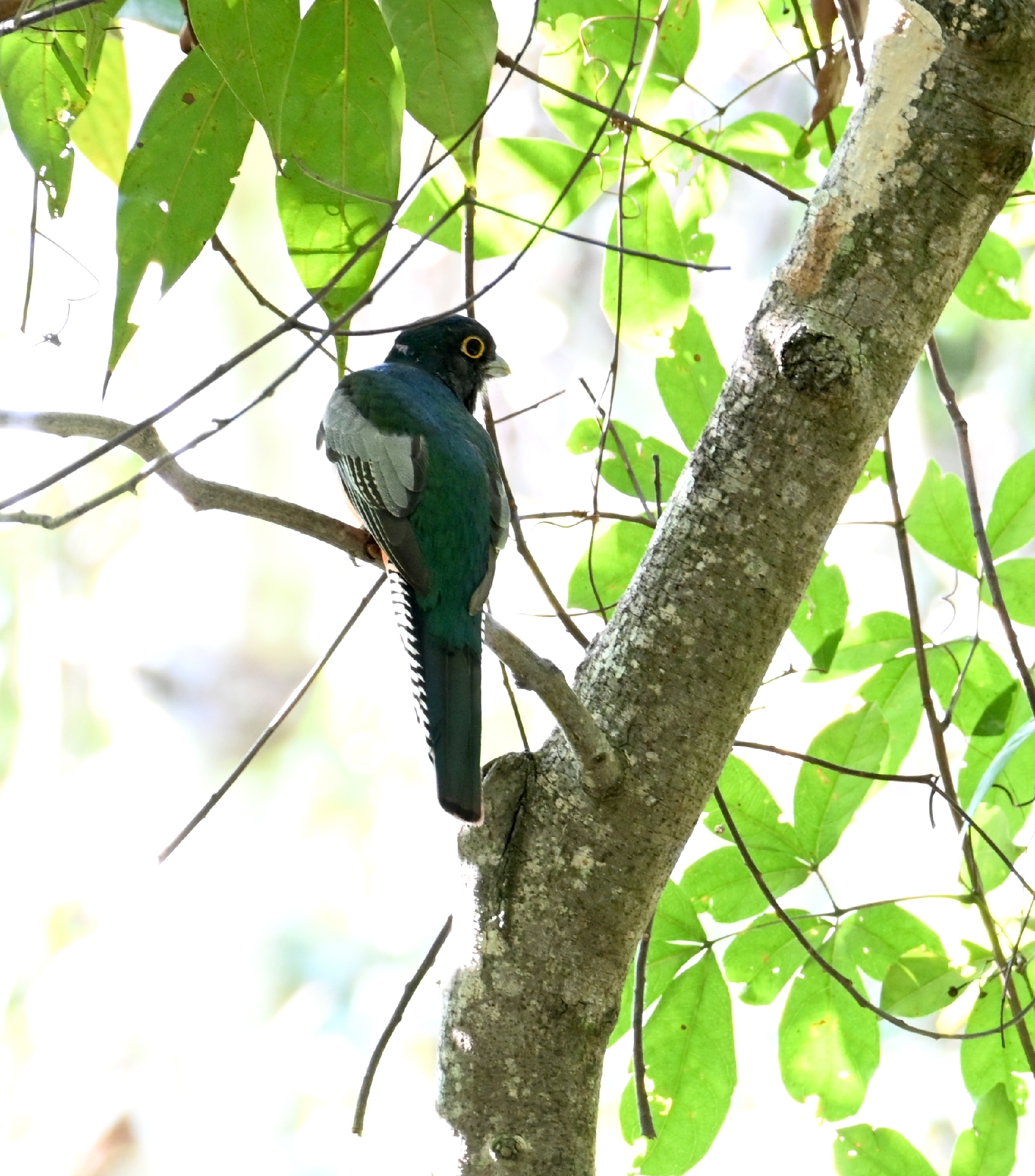 Blue-crowned Trogon (Trogon curucui), photo 7