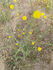 Launaea mucronata
