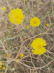 Launaea mucronata
