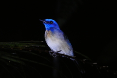 Cyornis turcosus