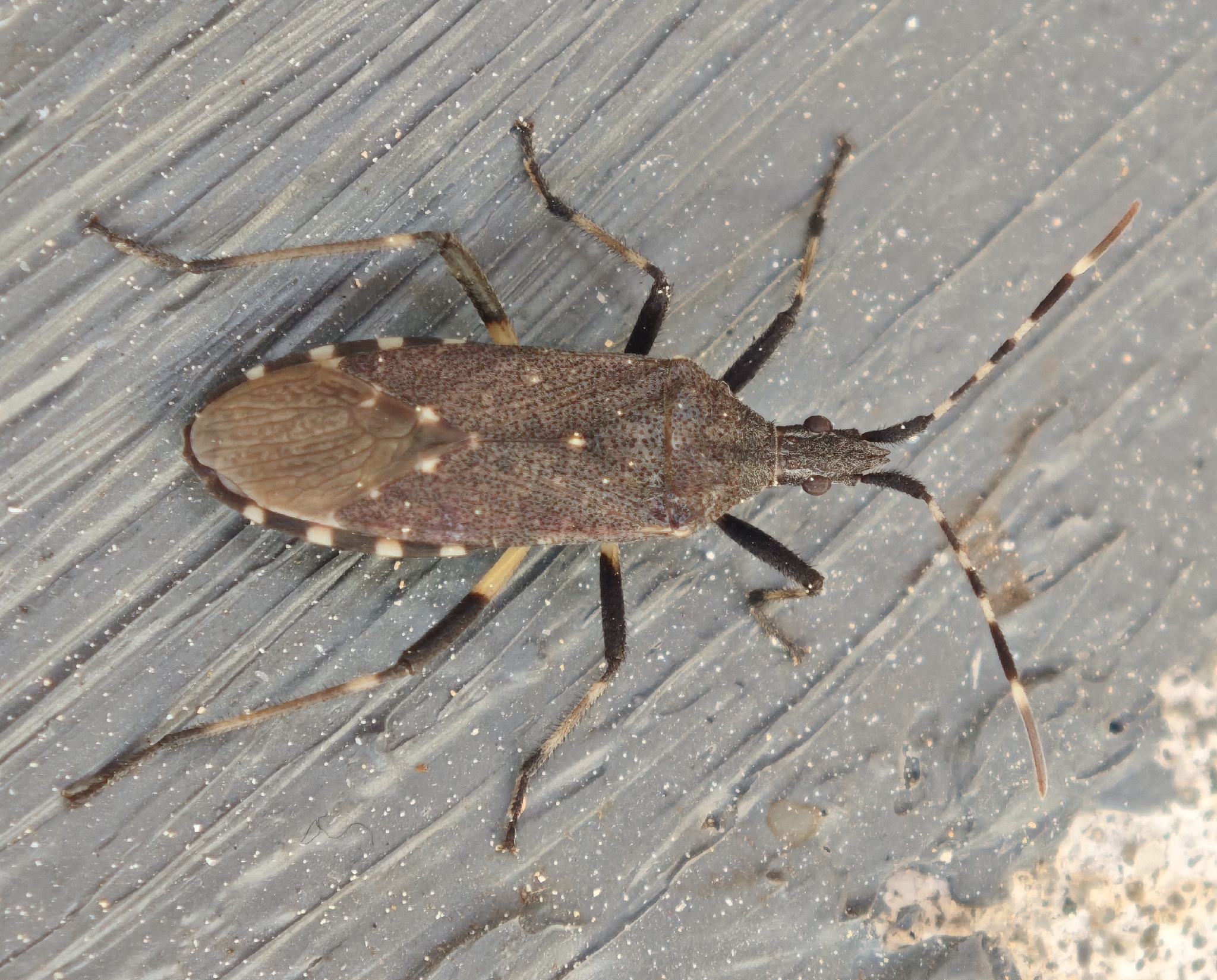 Dicranocephalus agilis