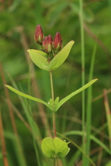 Hypericum erectum