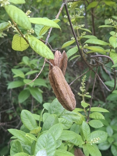 Trigonia nivea (Trigonia nivea)