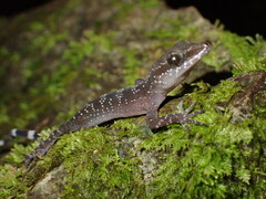 Philippine Bent-Toed Gecko photo 4