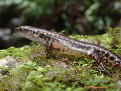 Negros Sphenomorphus photo 1