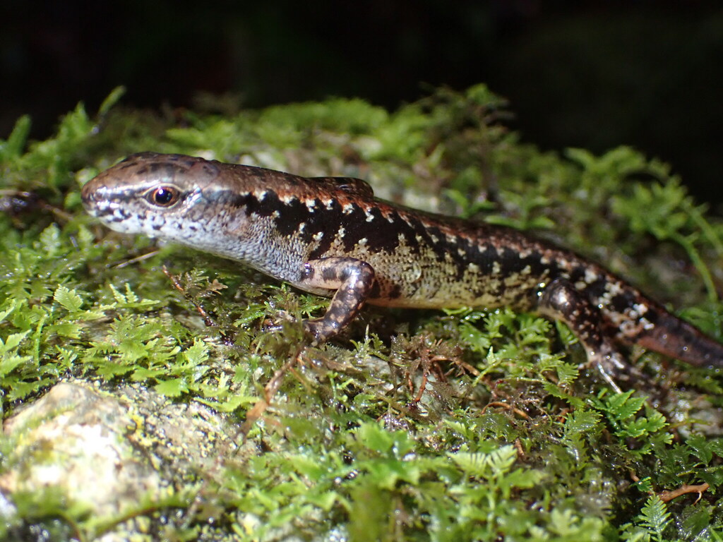 Negros Sphenomorphus