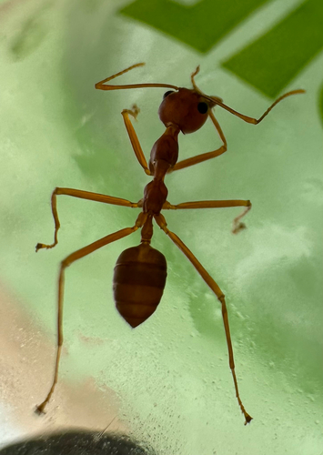 African Weaver Ant