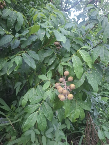 Talisia esculenta
