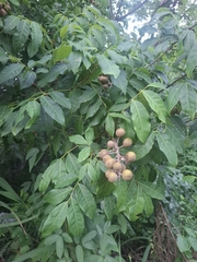 Talisia esculenta