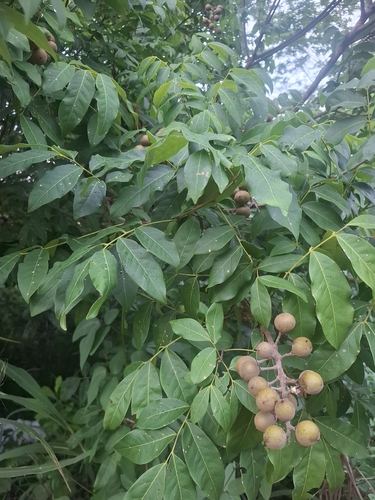 Talisia esculenta, photograph 2