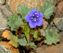 Phacelia campanularia vasiformis