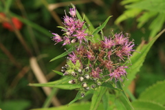 Saussurea acuminata sachalinensis