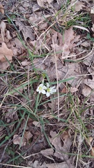 Ornithogalum fimbriatum