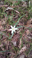 Ornithogalum fimbriatum