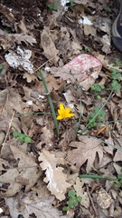 Crocus angustifolius