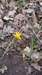 Crocus angustifolius