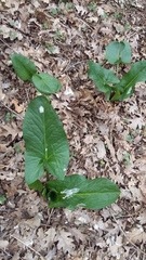 Arum elongatum