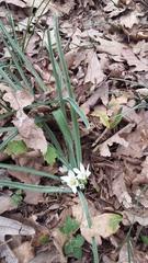 Ornithogalum fimbriatum