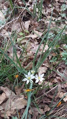 Ornithogalum fimbriatum