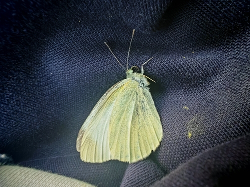 Small White