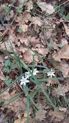 Ornithogalum fimbriatum