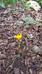 Crocus angustifolius